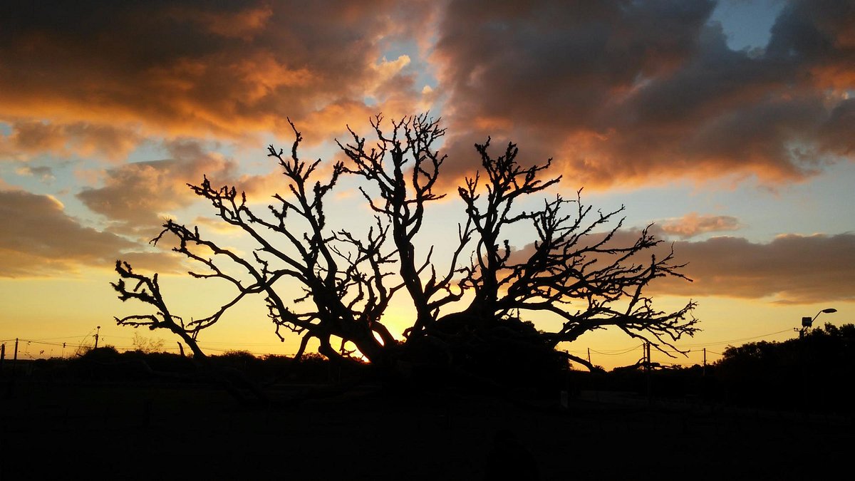 Árbol Timbó